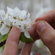 Extracting nectar from pear flowers