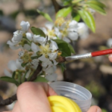 Hand-Pollination