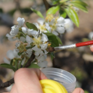 Hand-Pollination