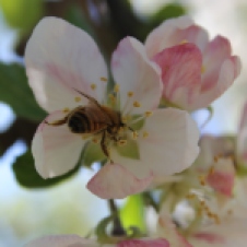Honeybee on apple flower